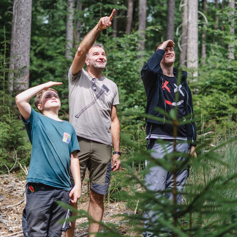 Vater und zwei Jungen blicken nach oben, zeigen und schützen die Augen in einem sonnigen Wald.